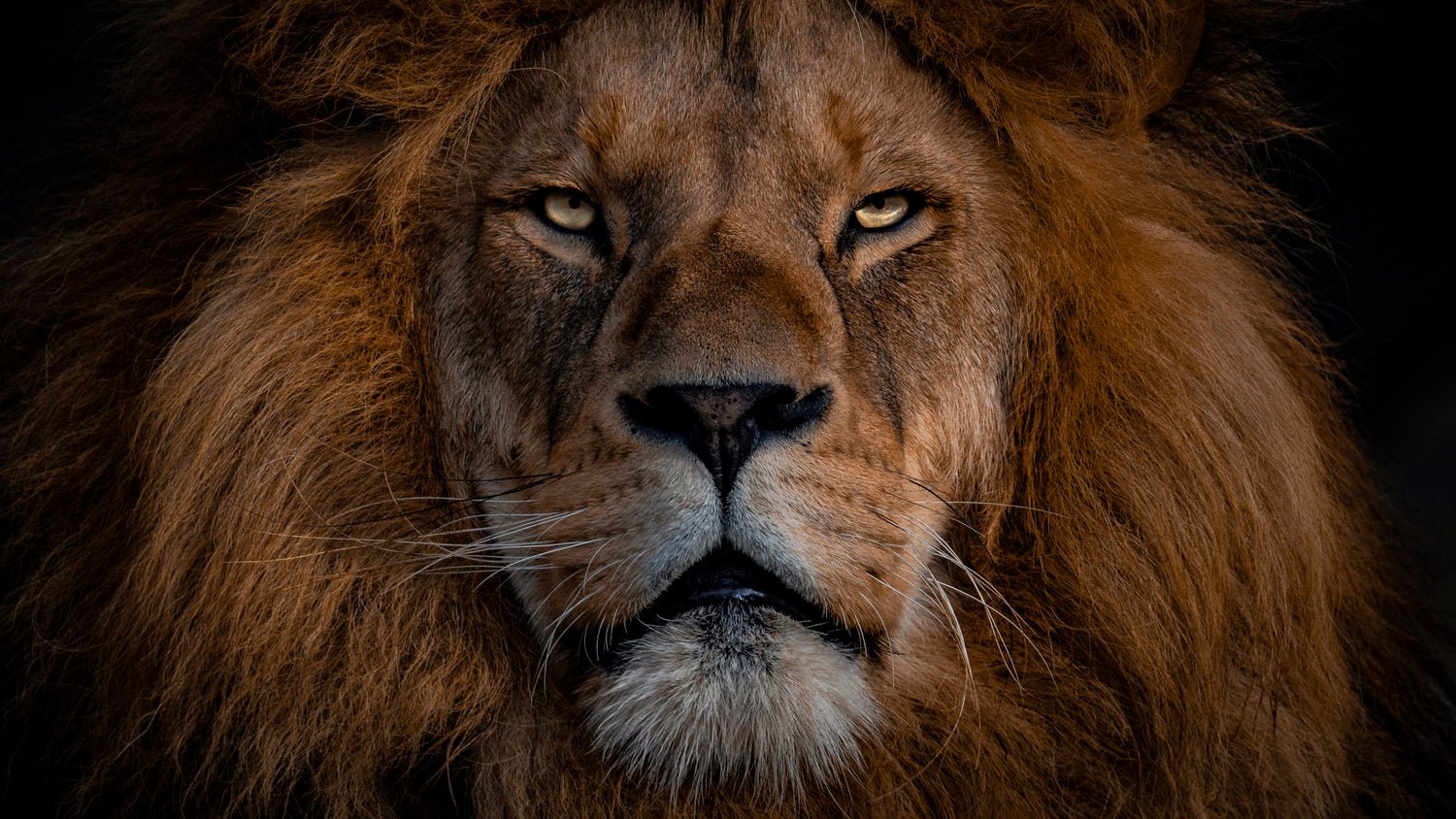 Entfesseln Sie den Löwen in Ihnen - mit der Lion-Diet - Batousai